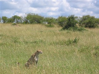 Cheetah